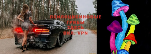 дмт Богданович